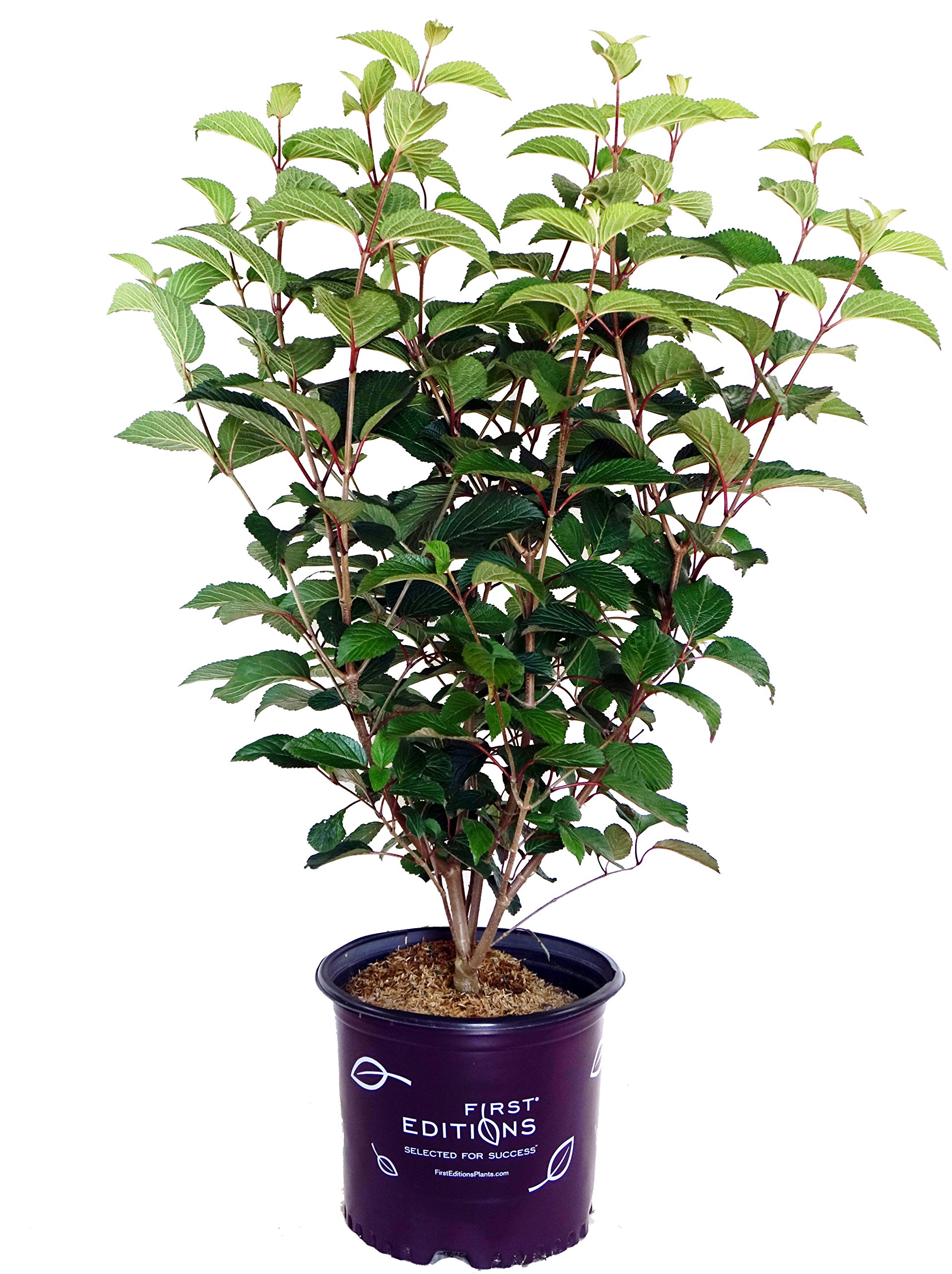 First Editions - Viburnum plicatum Opening Day (Doublefile Viburnum) Shrub, white ball-shaped flowers, #3 - Size Container