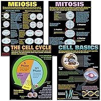 Cells Teaching Poster Set (P127), 17 x 22 Inch