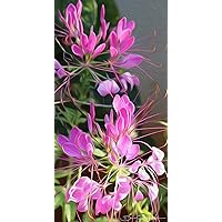 Cleome Unframed Print by David Randal Miller