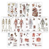 10 Pack - Anatomical Poster Set - LAMINATED - Muscular, Skeletal, Digestive, Respiratory, Circulatory, Endocrine, Lymphatic, Male & Female Reproductive, Nervous System, Anatomy Chart Set - 18