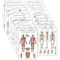 19 Pack - Anatomical Posters - Laminated - Muscular, Skeletal, Digestive, Respiratory, Circulatory, Endocrine, Lymphatic, Male & Female, Nervous, Spinal Nerves, Anatomy Charts - 18