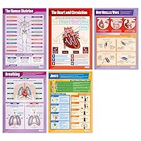 Daydream Education The Human Body Poster Pack - Set of 5 - Gloss Paper - LARGE FORMAT 33” x 23.5” - STEM Classroom Decoration - Bulletin Banner Charts