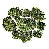 Vickerman Green Mood Moss - Bulk Case - Artificial Moss for Decor - Rich Color and Texture - Preserved Real Moss - 2.7 lbs Per Case - Indoor Greenery - Botanical Accents - Decorative Filler