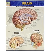 Brain (Quick Study Academic) Brain (Quick Study Academic) Cards Pamphlet
