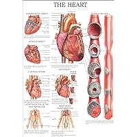 The heart: E-chart, full illustrated