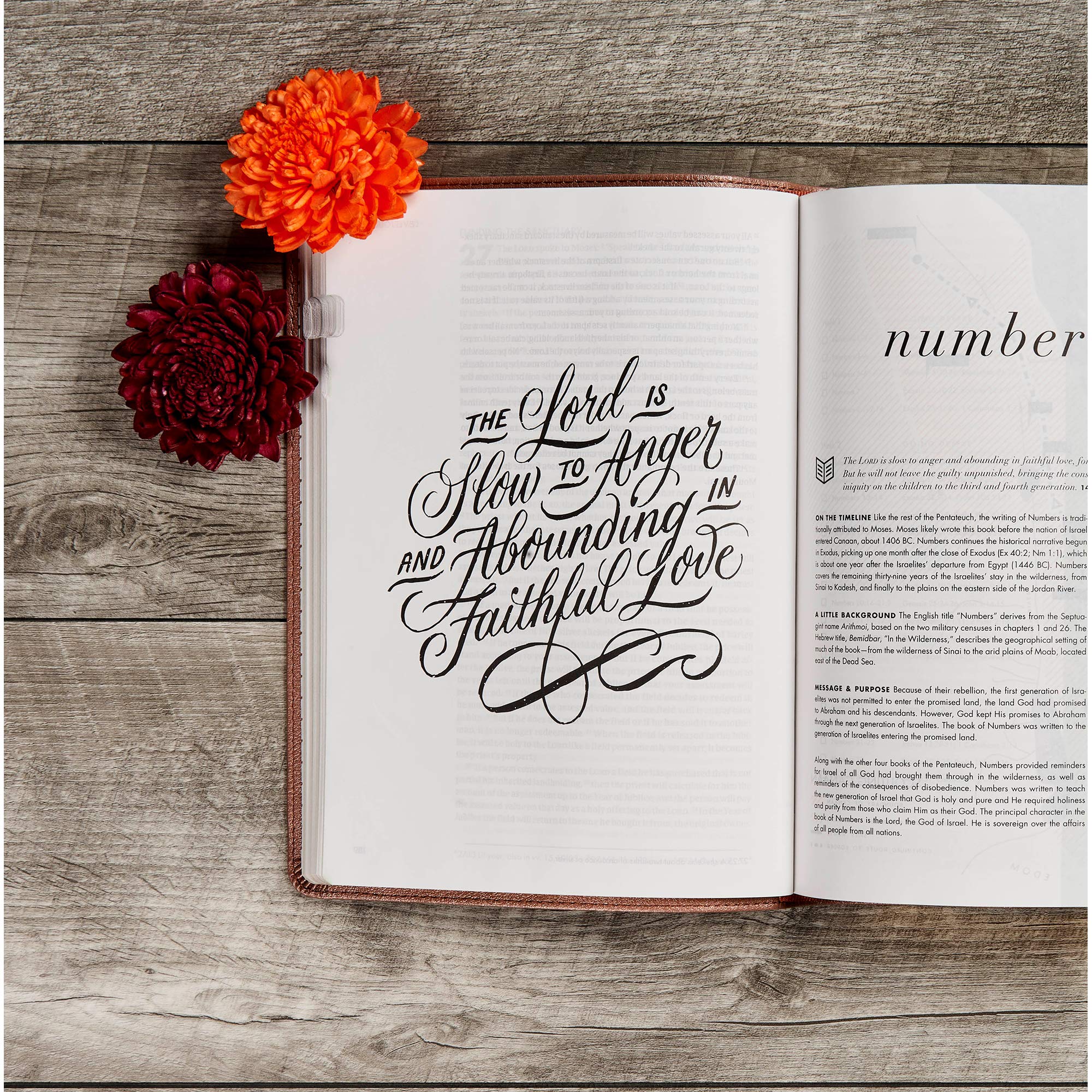 CSB She Reads Truth Bible, Rose Gold LeatherTouch, Indexed, Black Letter, Full-Color Design, Wide Margins, Journaling Space, Devotionals, Reading Plans, Single-Column, Easy-to-Read Bible Serif Type