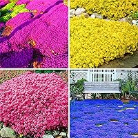 5000+ Mix Creeping Thyme Seeds Ground Cover for Planting - 4 Thymus Serpyllum Heirloom Blue, Purple, White, Red, Green, Yellow Beautiful Perennial Flower