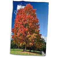 Autumn, Red Maple Tree, Concord, Massachusetts - US22 AJE0076 - Adam... - Towels (twl-90816-1)