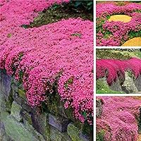 20000+ Pink Magic Creeping Thyme Lawn Seeds - Ground Cover Plants Heirloom Flowers Perennial Thyme Non-GMO Thymus Serpyllum Seed