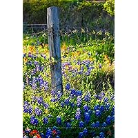 Country Photography Print (Not Framed) Vertical Picture of Fence Post Surrounded by Bluebonnets on Spring Day in Texas Wildflower Wall Art Farmhouse Decor (4