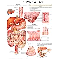 Digestive system - Quick Reference Chart: Full illustrated