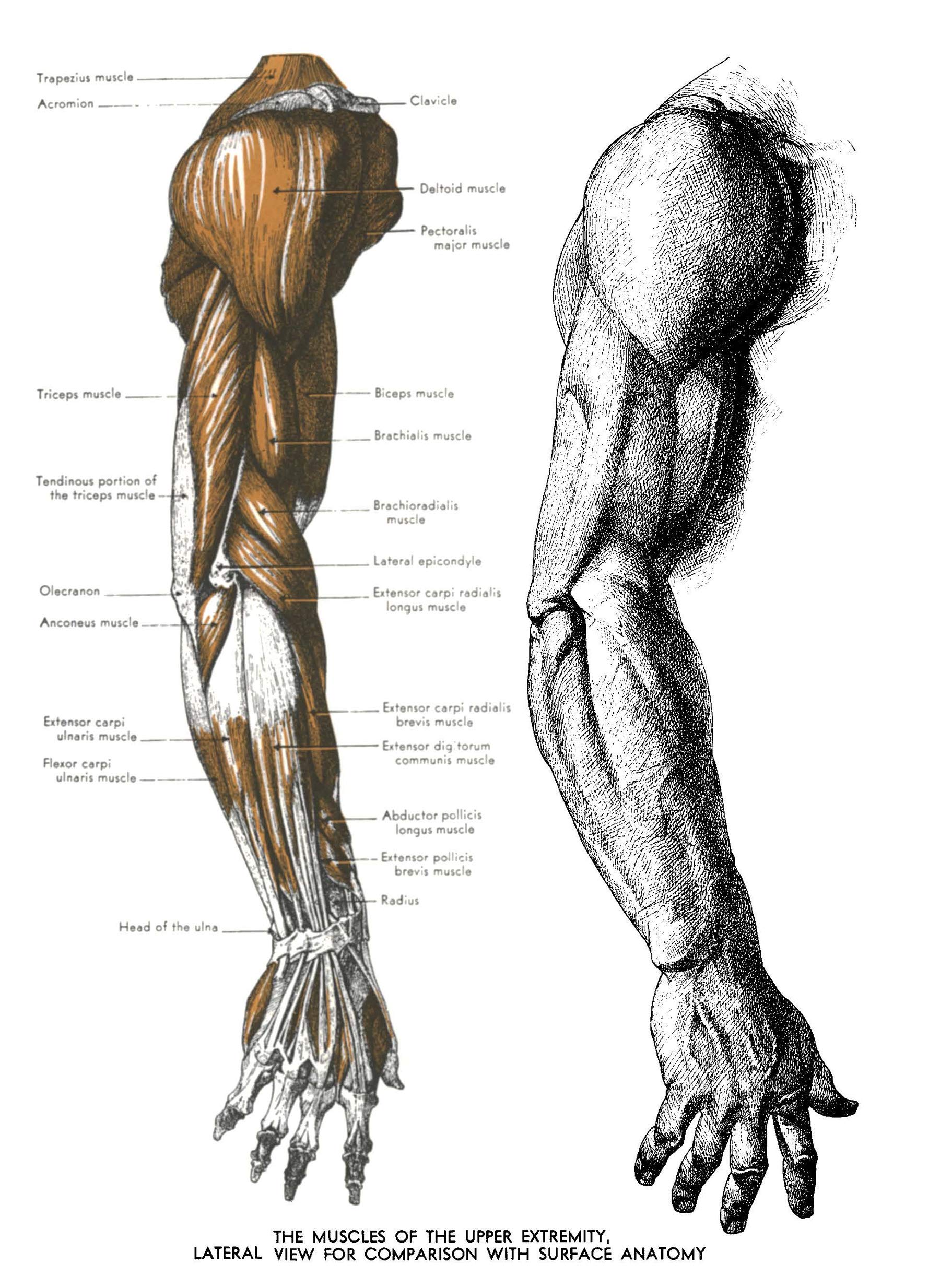 An Atlas of Anatomy for Artists: 189 Plates: Enlarged Revised Edition with 85 New Plates from Leonardo, Rubens, Michelangelo, Muybridge, Vesalius, et al. (Dover Anatomy for Artists)