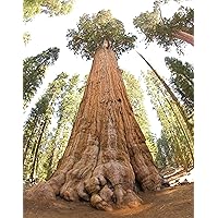 ConversationPrints GENERAL SHERMAN GIANT SEQUOIA TREE California GLOSSY POSTER PICTURE PHOTO PRINT BANNER
