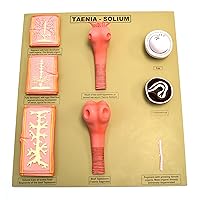 Eisco Labs Tapeworm/Taenia - Solium Model
