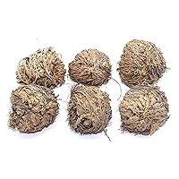 Govinda - Rose of Jericho Flower - Pack of 6