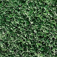 Miniature Clover Seeds - 4 Oz ~100,000 Seeds - Small Leaf White Clover - Low Growing Nitrogen Fixing Lawn Clover & Cover Crop - Non-GMO, Perennial