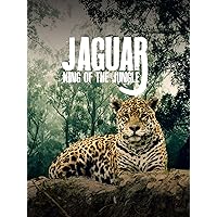 Jaguar King Of The Jungle