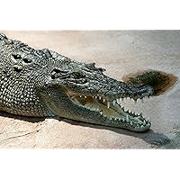 ConversationPrints SALTWATER CROCODILE GLOSSY POSTER PICTURE PHOTO PRINT BANNER giant asian cool