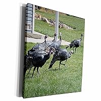 3dRose Six Turkeys Trotting on some grass in a yard in PV... - Museum Grade Canvas Wrap (cw_270170_1)