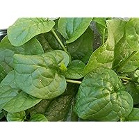 Climbing Malabar Spinach 100 Seed ( Hot Mong To) by Nga'S Garden