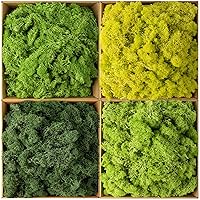 Preserved Moss 4 Color Reindeer Moss, Total 14OZ Each Color 3.5OZ, Colored  Moss for Moss Crafts, Moss Wall, Home Office Artistic Decoration Forest  Green/Yellow Green/Leaves Green/Grass Green color mix green