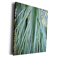 3dRose Image of Close Up Of Saw Palmetto On Historic... - Museum Grade Canvas Wrap (cw_291391_1)