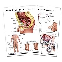 Blue Tree Publishing Male reproductive charts (A4 support chart)
