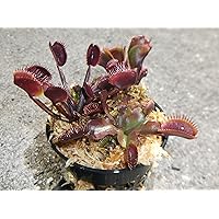 3 Small Sized Red Dragon Venus Flytraps - Fly Trap - (Dionaea Muscipula) Carnivorous Plant 3 inch Pot