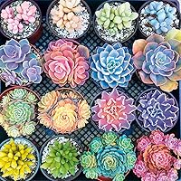 Buffalo Games - Sweet Succulents - 300 Large Piece Jigsaw Puzzle Multicolor, 18