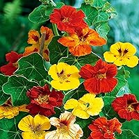 Seeds Tall Trailing Nasturtium Mix Indian Cress Annual Flowers