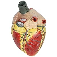 Axis Scientific 3x Enlarged Human Heart Model, 3-Part Anatomical Heart Model, 34 Structures with Product Manual, Magnetic Design, Anatomically Correct Replica