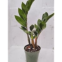 jmbamboo- ZZ Plant - Zamioculcas Zamiifolia - 4'' Pot