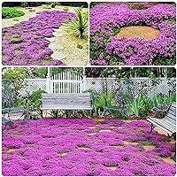 15000+ Purple Carpet Creeping Thyme Ground Cover Seeds for Planting - Red Magic Perennial Flower Landscaping Seeds for Garden