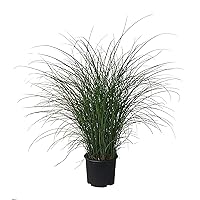 Premier Plant Solutions 10118 Miscanthus Maiden Grass (Miscathus Sinensis) Gracillimus, 3 Gallon