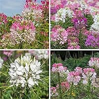 5000+ Mixed Cleome Spider Seeds for Planting - Nectar Flower for Monarch Butterflies