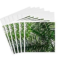 3dRose Greeting Cards - In the upper amazon jungle on a trail from the Maranon River. - 6 Pack - Rainforests