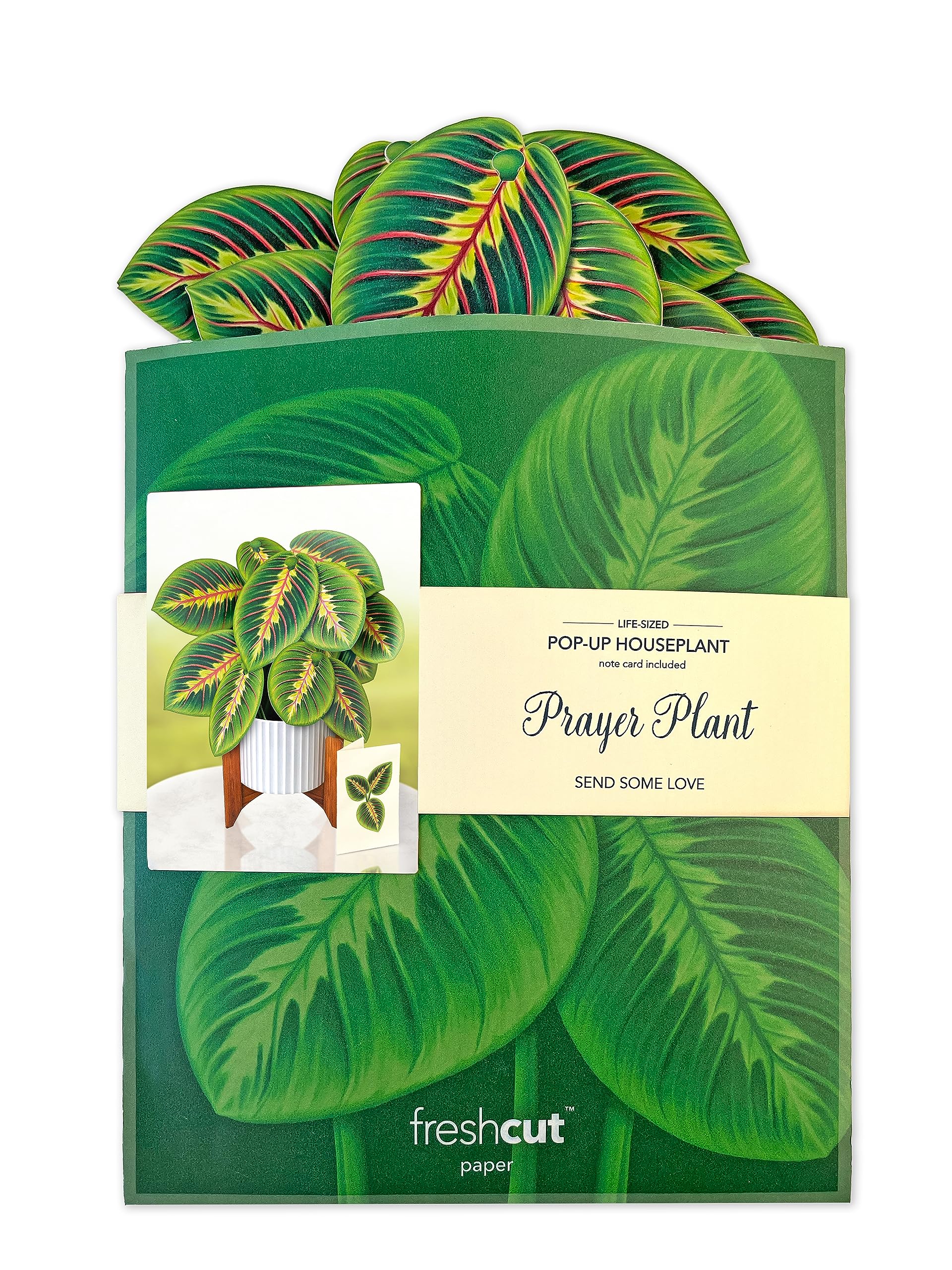 Freshcut Paper Pop Up Cards, Prayer Plant, 12 inch Life Sized Forever Flower Bouquet 3D Popup Greeting Cards with Note Card and Envelope