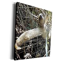 3dRose Panama, Colon Province, Three-toed sloth wildlife -... - Museum Grade Canvas Wrap (cw_86927_1)
