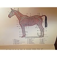 First Aid Hints for the Horse Owner. Stable Management, Skin Diseases, Lameness, Injuries, Internal Diseases, Wind, Heart and Eye, Teeth, Breeding. a Veterinary Note Book