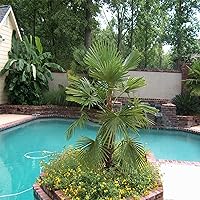 15 Premium Cold Hardy Windmil Palm Seeds (Trachycarpus Fortunei), Beautiful Tree to Plant in Indoor & Outdoor, Great Gifts for All Ages-QAUZUY GARDEN