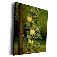 3dRose Houk Photography – nature - apples - Museum Grade Canvas Wrap (cw_78927_1)