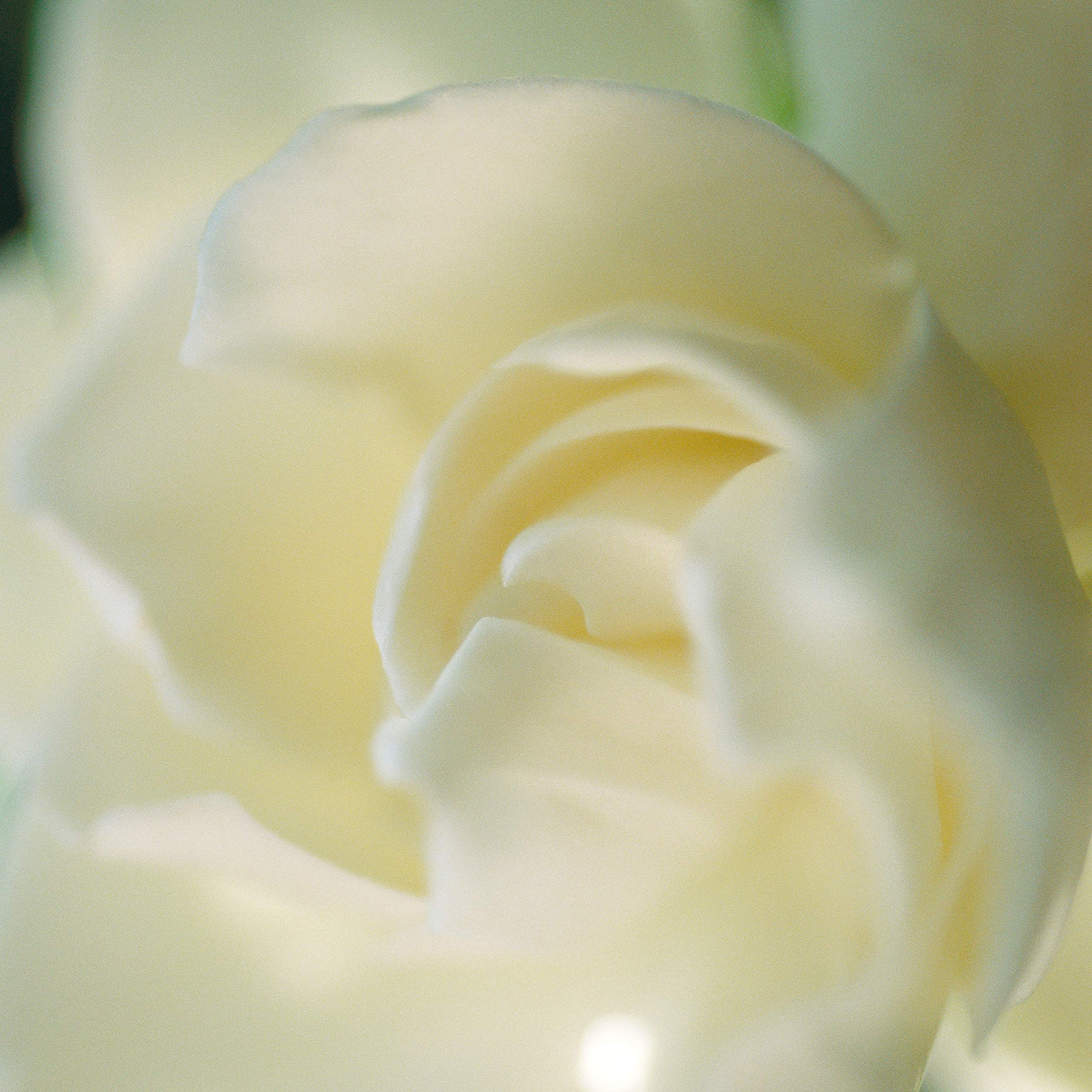 Paul Sebastian Women's Perfume, Day or Night Soft Floral Scent, DESIGN, 3.4 Fl Oz