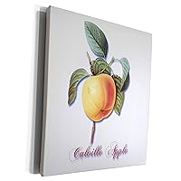 3dRose Calville Apple, Botanical Print of Yellow Fruit... - Museum Grade Canvas Wrap (cw_171158_1)