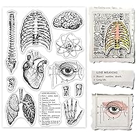 GLOBLELAND Human Body Silicone Clear Stamp Spine Brain Transparent Silicone Stamp Heart Lungs Rubber Stamp for Scrapbook Journal Card Making 4.3 x 6.3 Inch