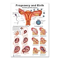 Pregnancy and Birth Poster 12 x 17