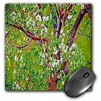 3dRose Close Up of What Looks Like Popcorn Popping on Apricot Tree with Hue Vibrant GreenRed and Yellow Mouse Pad (mp_49689_1)