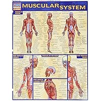 Muscular System (Quick Study Academic) Muscular System (Quick Study Academic) Cards Paperback