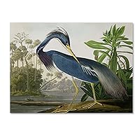 Louisiana Heron Artwork by John James Audubon, 35 by 47-Inch Canvas Wall Art