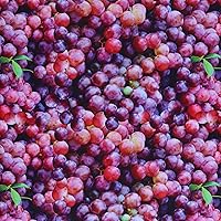 Mook Fabrics Cotton Fruits-Vegetables, Purple, 15 Yard Bolt