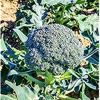450 Broccoli Seeds for Sprouting & Microgreens | Calabrese Variety | Non GMO & Heirloom Seeds